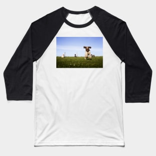 Incoming Italian Spinone Baseball T-Shirt